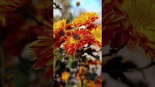 Honey Bee on Flower  Grace in Nature Honey Bee Pollinating a Flower explorewithhamza honeybee [upl. by Kriste]