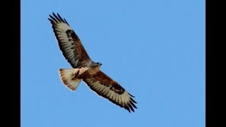 Longlegged buzzard in flight Buteo rufinus Αετογερακίνα  Cyprus [upl. by Warrenne406]