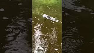 Silver fishing Situk River Yakutat Alaska [upl. by Sanderson]