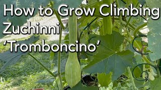 How to grow Climbing Zucchini  Tromboncino Squash [upl. by Guglielmo]