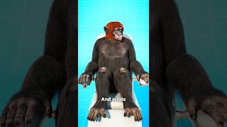 Monkey Head Transplant 🐒 Experiment Part 1 🥼shorts [upl. by Emaj]