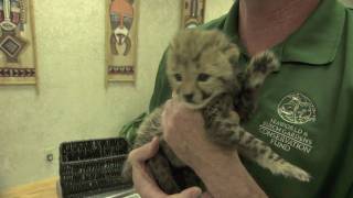 Baby cheetah cub to become part of Busch Gardens Cheetah Run attraction [upl. by Arved]