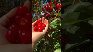 cherry 🍒🍒 Harvesting fruit cherry shorts harvesting viralvideo 🍒trending [upl. by Cired]