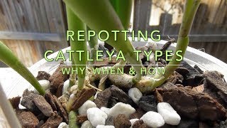 ORCHID CARE  Cattleya amp Epidendrum Repotting [upl. by Atiekal771]