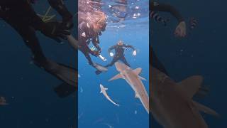 10 Foot Shark Almost Took A Bite At My… [upl. by Florenza]