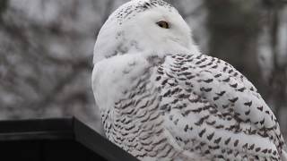 Snowy Owl Tunturipöllö Bubo scandiacus Harfang des neiges SchneeEule Fjälluggla [upl. by Mcintyre]