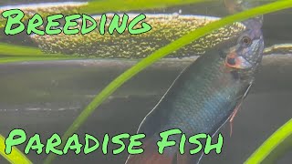 Breeding Spawning and Raising Paradise Fish [upl. by Vanny]