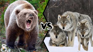 Grizzly Bear vs Wolf Pack  Who Wins This Fight [upl. by Michail]