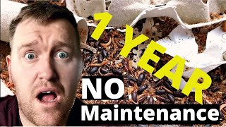 MealWorm Farm Untouched For 1 Year [upl. by Arretal]