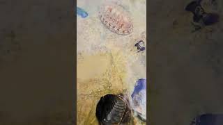 Chitons Playa del Carmen Mexico tropical Caribbean Sea tidal pool beach life nature explore wild [upl. by Moneta]