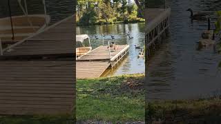 A large gander of Canadian Geese in the Otonabee River in Lakefield Ontario [upl. by Anyrtak]