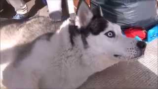 Siberian Husky having epileptic seizure [upl. by Zea997]