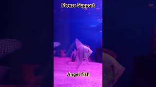 How to angelfish care angelfishcare fish angelfishtank anglefish fishtank fishing angelshots [upl. by Aynatahs]