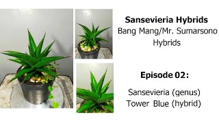 Sansevieria Tower Blue Bang Mang hybrids Episode 02 [upl. by Quar]