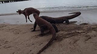 Two komodo dragon attack the deer on the beach part 2 [upl. by Eenerb]