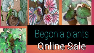 Begonia Plants Online Sale [upl. by Voltz]