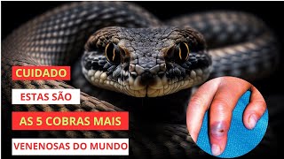 AS 5 COBRAS MAIS VENENOSAS DO MUNDO [upl. by Elder190]