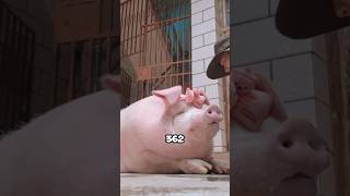 Spoiling has its price shortvideo healing pets pig spoiler love cute shorts [upl. by Legyn]