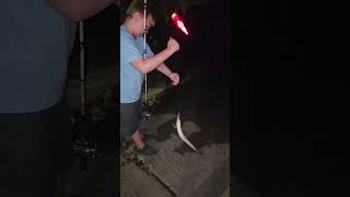 fishing 2024 garfish explore nightlife nightfishing boatramp outdoors hook line sinker [upl. by Ekaj399]