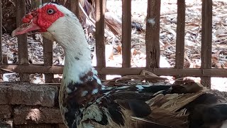 muscovy Duck 💖🥰💖😍 [upl. by Euphemie]