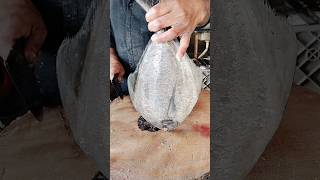 Black pamphlet fish cutting skill fishcutting powerfishcutting shorts [upl. by Gayle2]