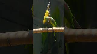 Alexandrine Parrot Genetics Inheritance Patterns ParrotColors BirdWatchingDaily ParrotWorldTour [upl. by Mommy]