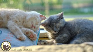 Music to Relax Cats  Stress Relief Calming Music Deep Sleep Music [upl. by Laux343]