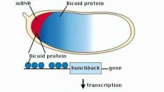 Embryo genesis [upl. by Nerissa]