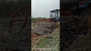 Use A Tractor Equipped With A Clamping Device To Collect And Load Sugarcane Easily [upl. by Aleahs]