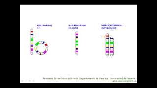 Aberraciones cromosómicas estructurales [upl. by Arathorn]