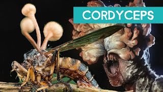 CORDYCEPS  FUNGO QUE TRANSFORMA ARTRÓPODES EM ZUMBIS [upl. by Immij398]