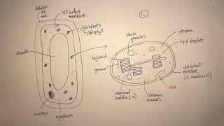 A Level Biology Photosynthesis Revision [upl. by Ahsoet]