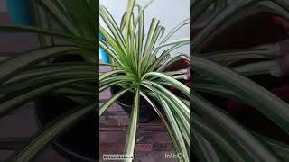 Chlorophytum Comosum Spider PlantAir Purifier indoorplant [upl. by Daryle]