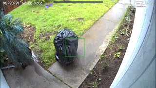 Video Porch pirate uses trash bag for cover while stealing package in Sacramento [upl. by Anniram]