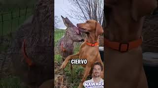 Perro resguarda a ciervo como hermano [upl. by Beverie]