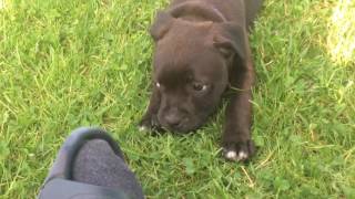 Staffordshire bullterrier puppies [upl. by Columba]