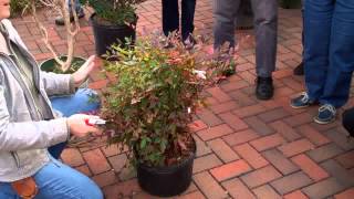 Pruning Nandina [upl. by Holds]