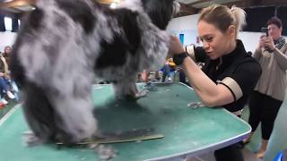 Coupe ciseaux baby sur shih tzu aux ciseaux dor 2020 [upl. by Aniri]