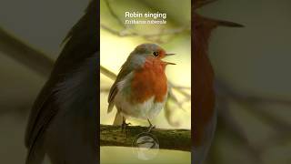 Robin Redbreast singing in the forest shade birds [upl. by Jonina]