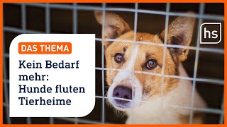 Nicht mehr auf den Hund gekommen „CoronaHunde“ fluten Tierheime  hessenschau DAS THEMA [upl. by Dardani]