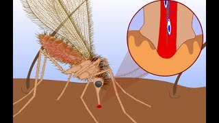 Leishmaniasis life cycle [upl. by Lawlor]