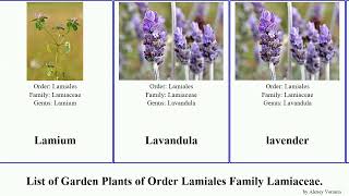 Garden Plants of Order Lamiales Family Lamiaceae [upl. by Nuhs]