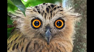 Buffy Fish Owl [upl. by Heilman733]