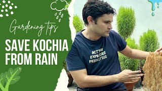 मानसून की लगातार बारिश से कोचिया को कैसे बचाए। How to save kochia in a rainy session 🌧️ [upl. by Elboa]