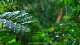 Rainforest Rain Sounds for Sleeping or Studying 🌧️ White Noise Rainstorm 10 Hours [upl. by Odnaloy]