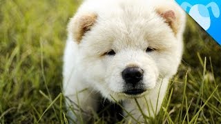 Chow Chow Facts [upl. by Huberty]