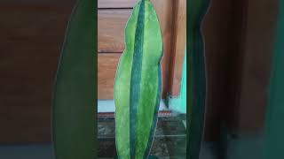 Sansevieria Macrophylla Variegated [upl. by Pattani]