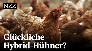 Das Schweizer Huhn  gezüchtet im Ausland  NZZ Reportage [upl. by Adnilec461]