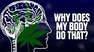 Why Does My Body Do That On Weed [upl. by Dera]