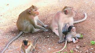 A macaque family relaxing together [upl. by Primrose]